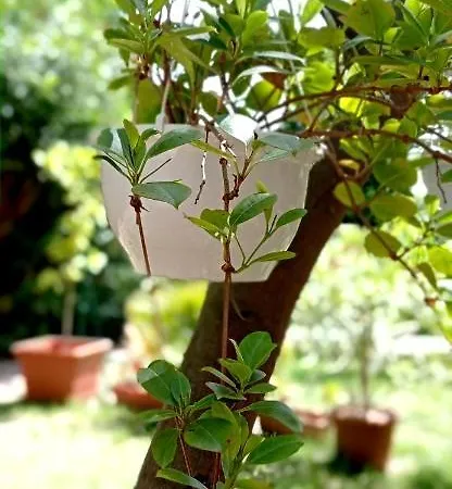 La Casetta Casa vacanze Mortola Inferiore